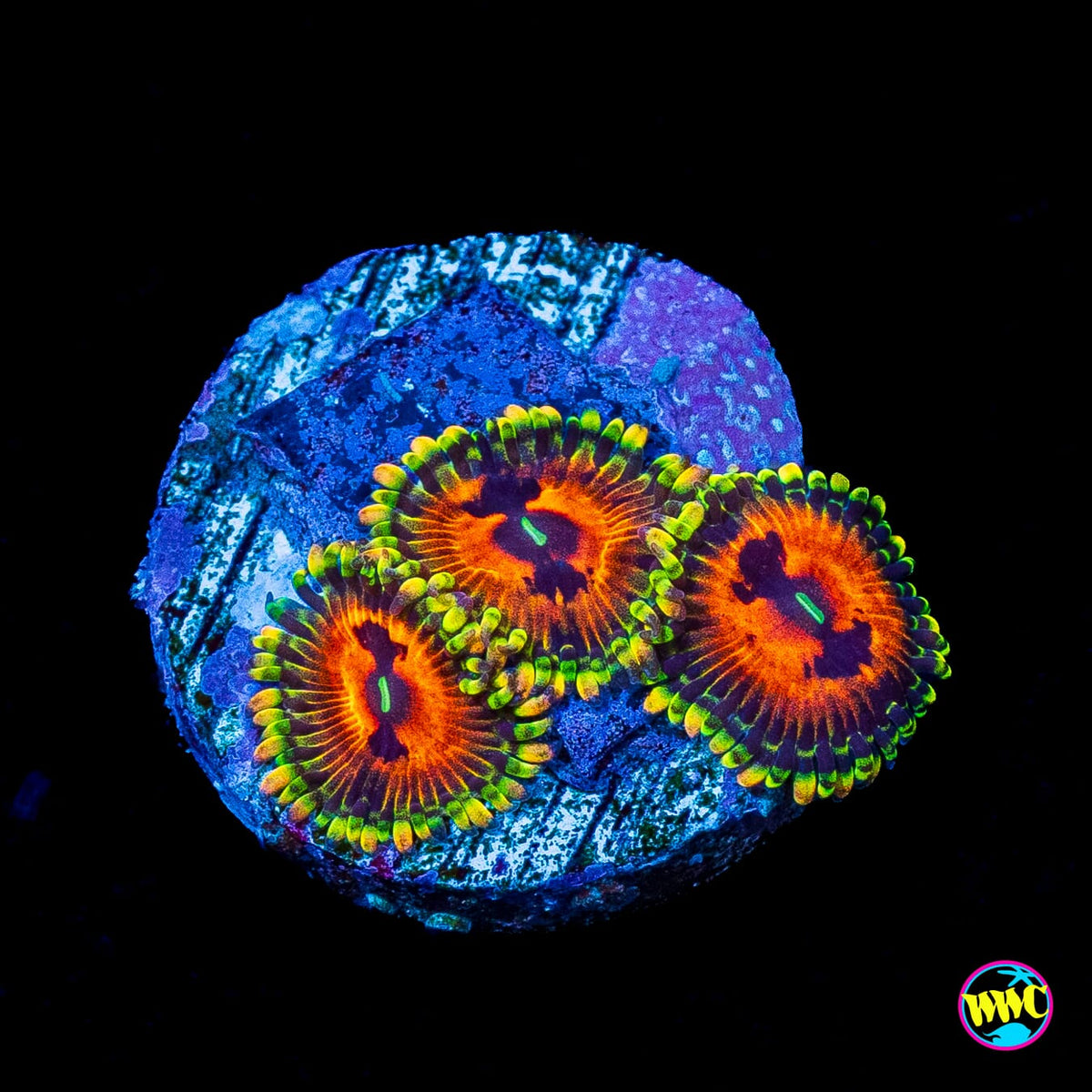 Bowtie Blaster Zoanthids