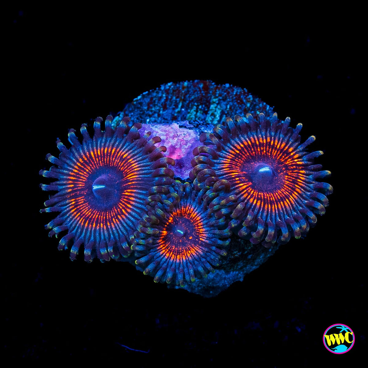 Armor of God Zoanthids