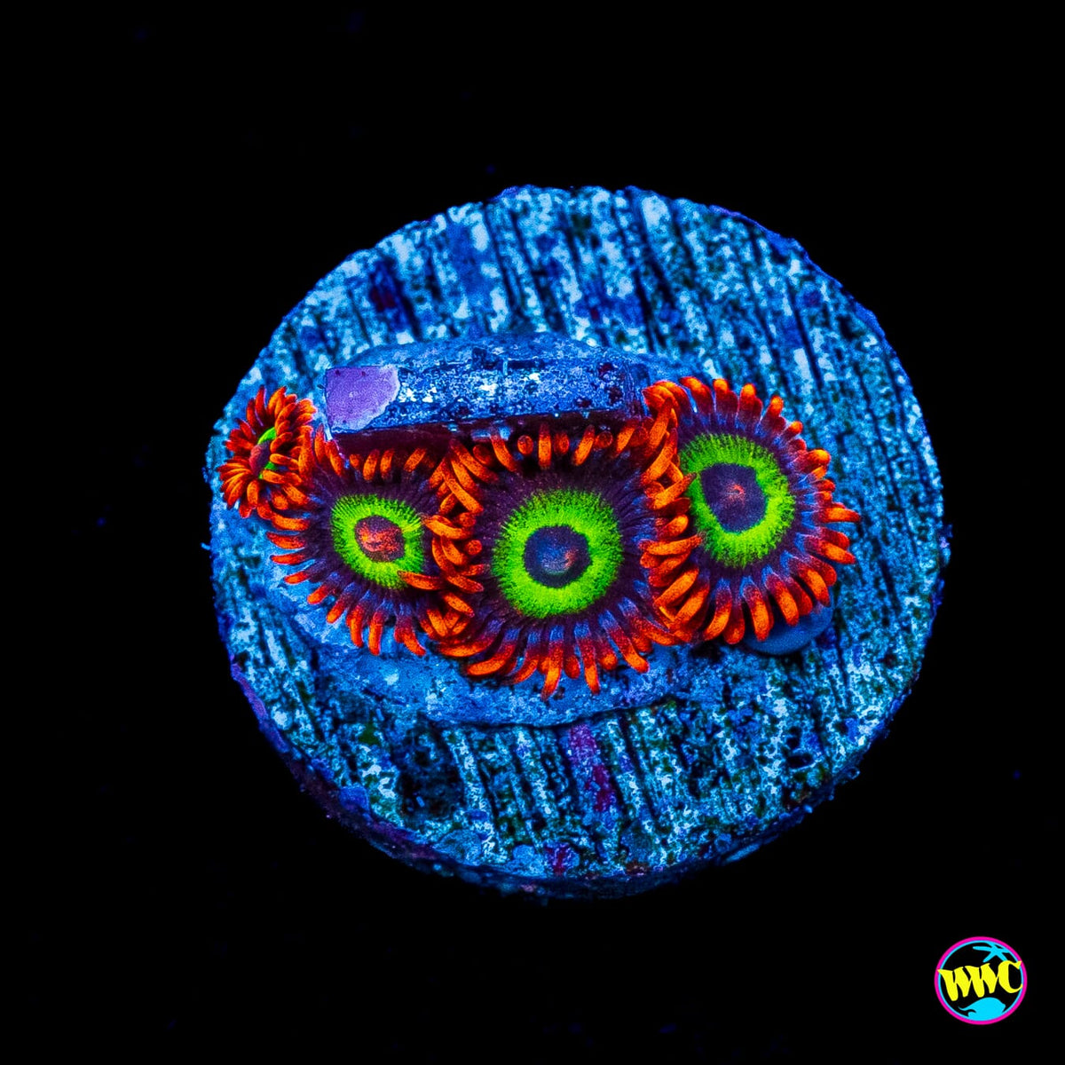 Jason Fox Vegas Strip Zoanthids
