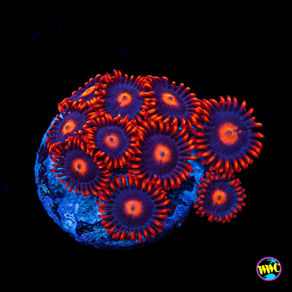 WWC Clementine Zoanthids