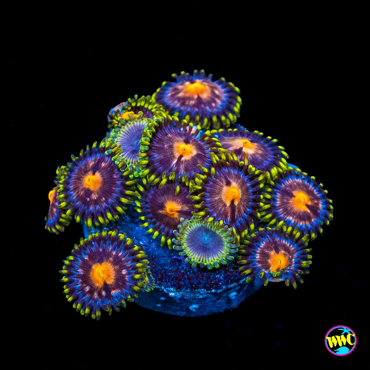 Purple Pinwheel and Moonbeam Combo Zoanthids