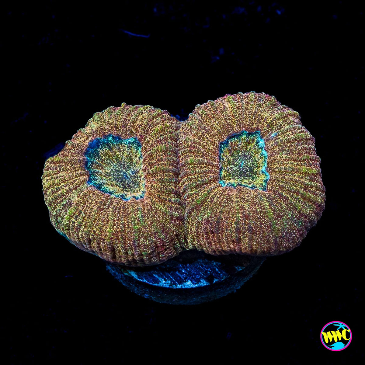 Gold Flake Favia