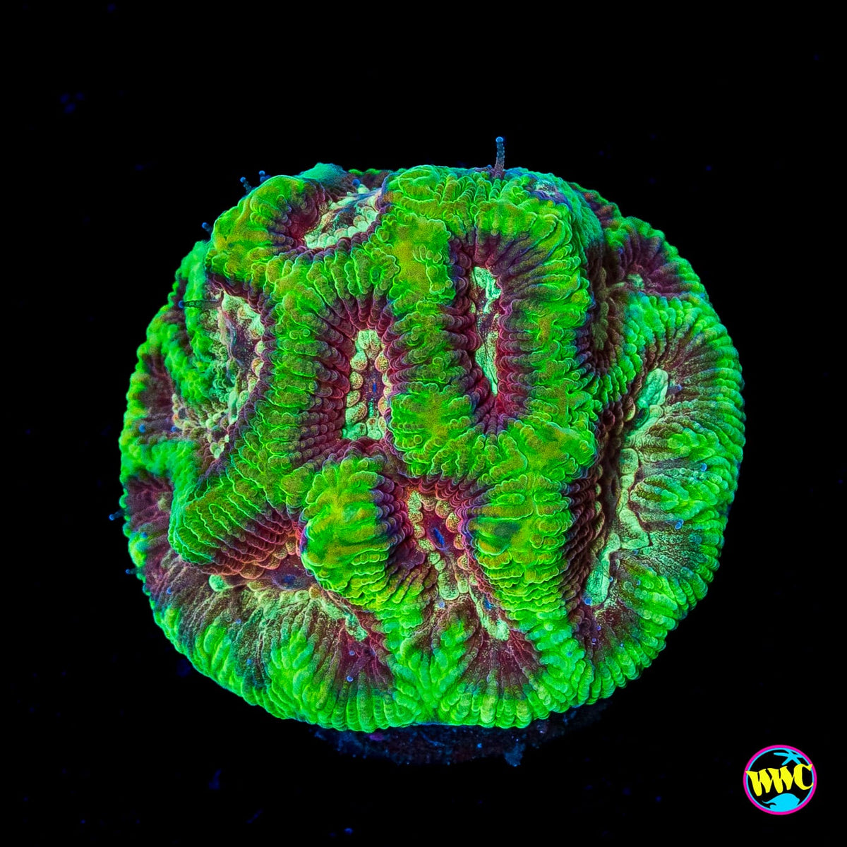 WWC Ruby Sanctum Platygyra
