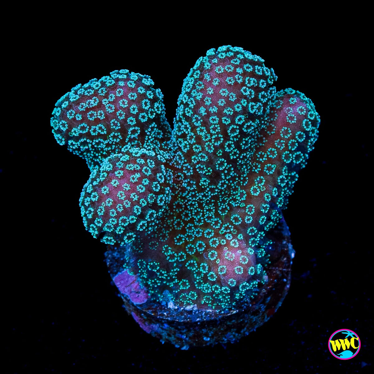Tyree Rainbow Stylophora