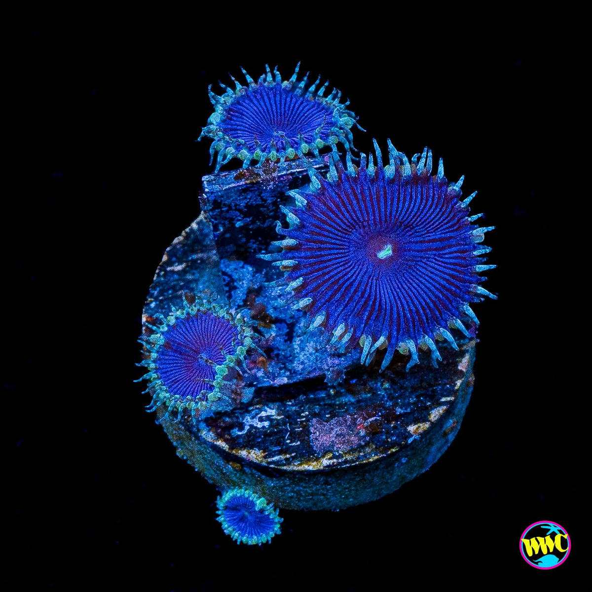 WWC Blue Death Palythoa