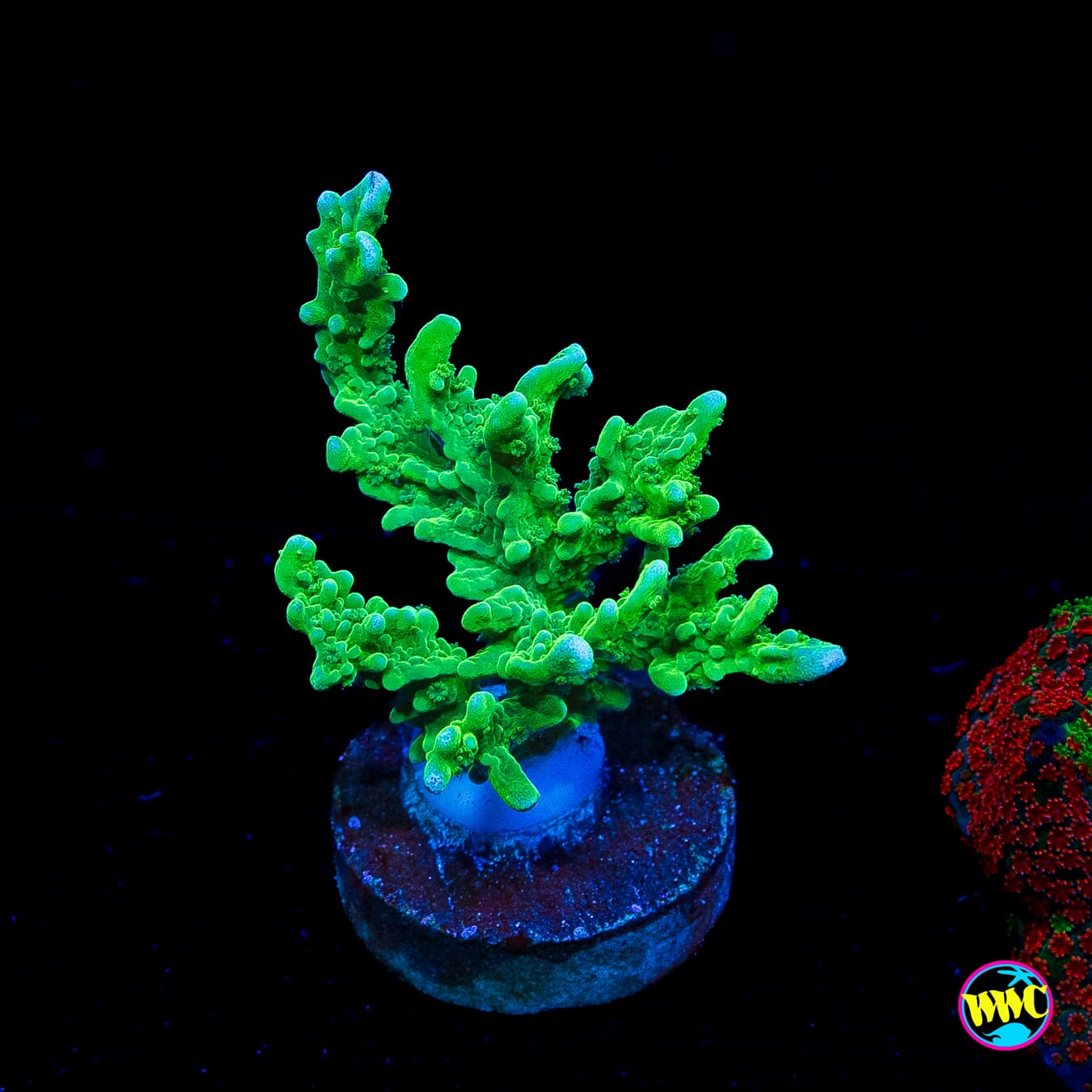 Green Hirsuta Montipora