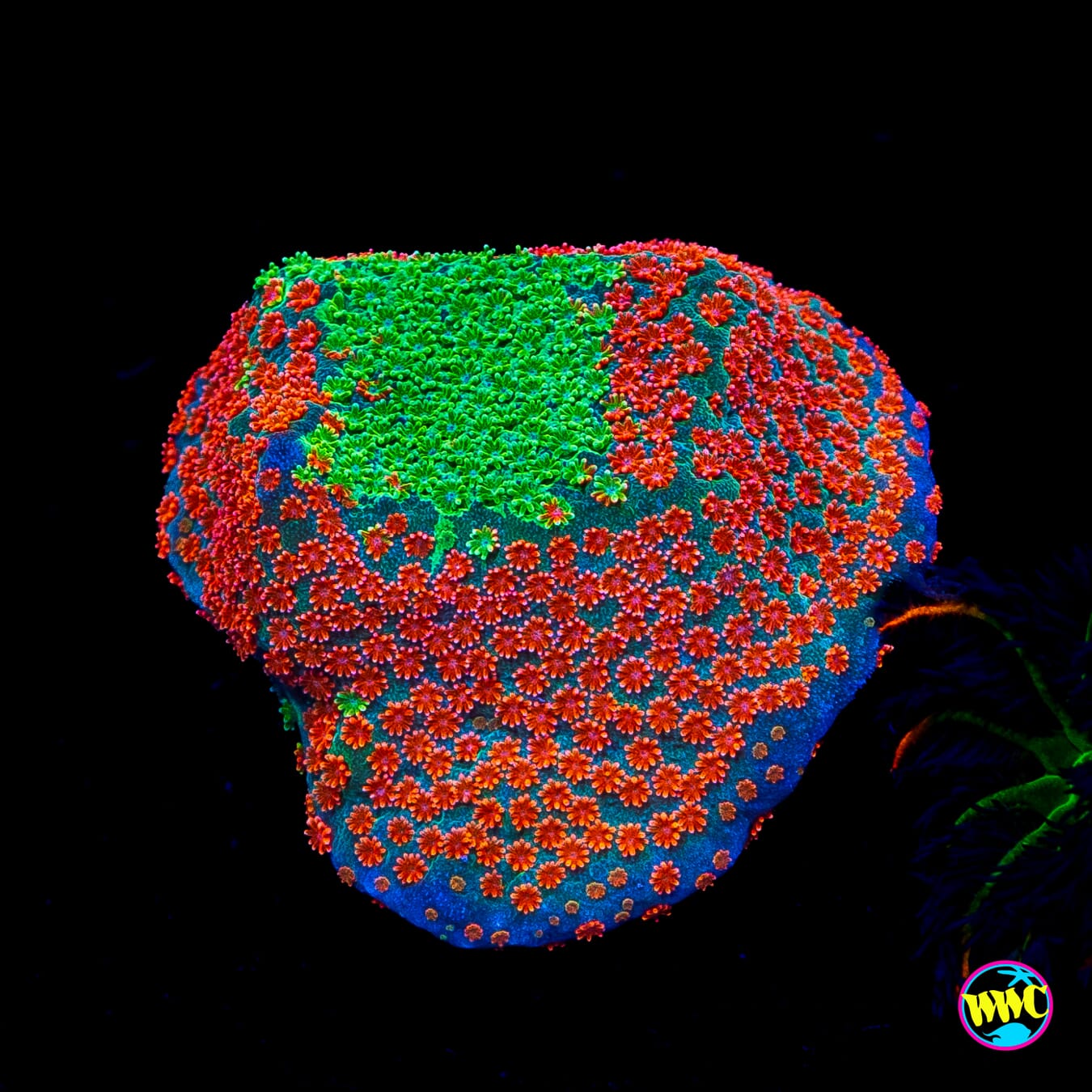 Jason Fox Dizzy Spell Montipora