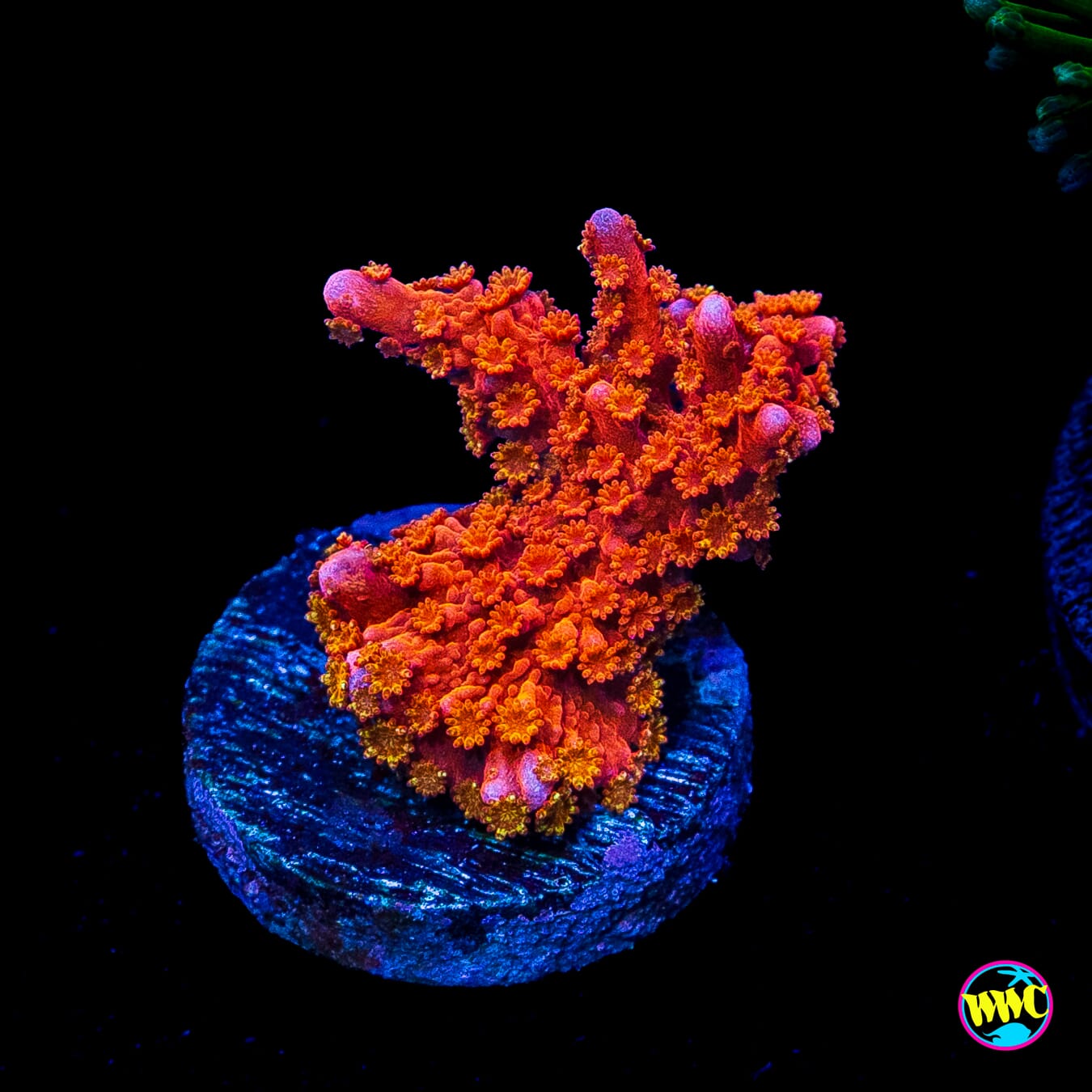 Jason Fox Fire Starter Montipora