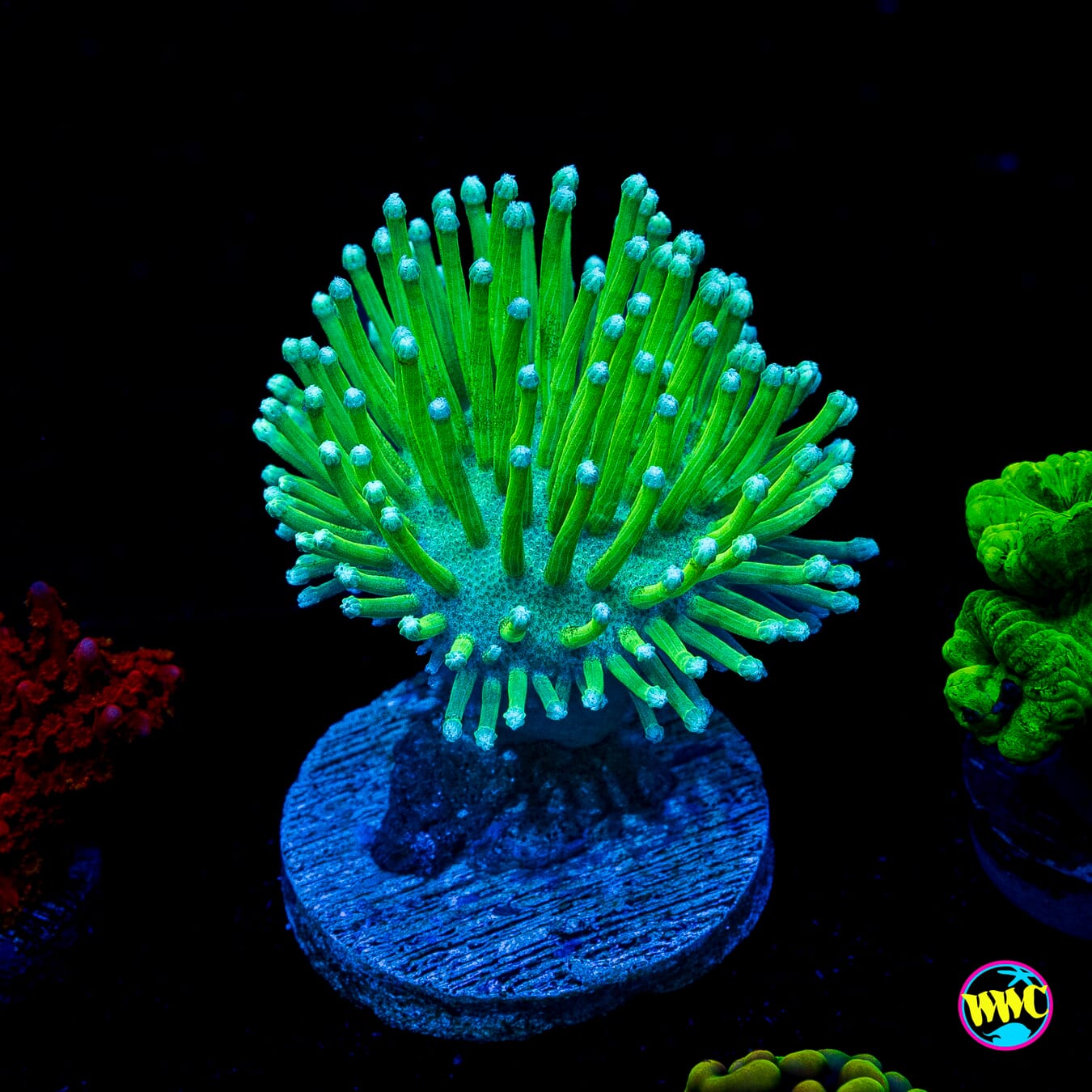 WWC Long Polyp Toadstool Leather