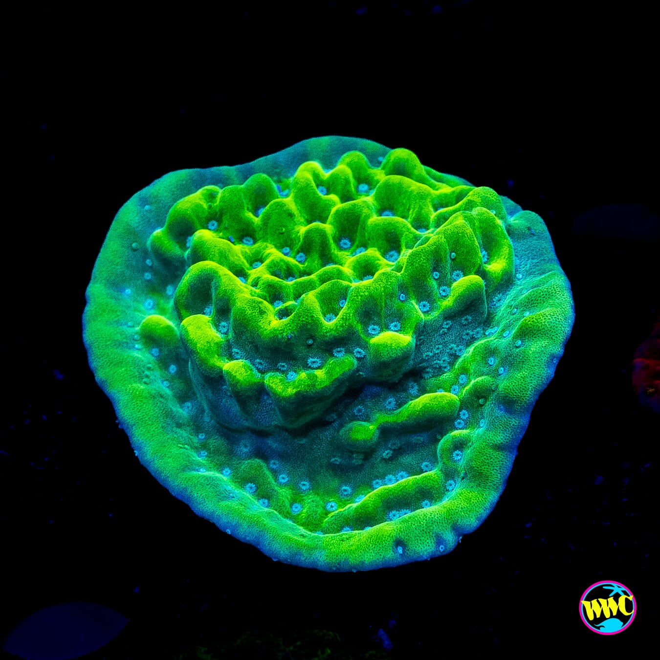 WWC Lucky Charmz Montipora