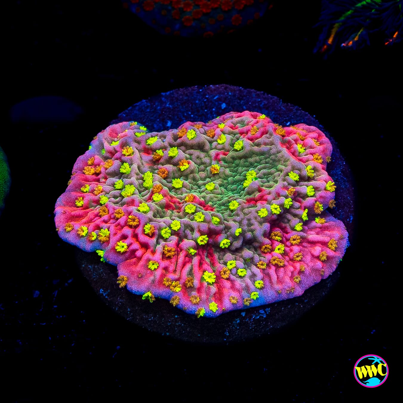 WWC Grafted Sunfire Montipora