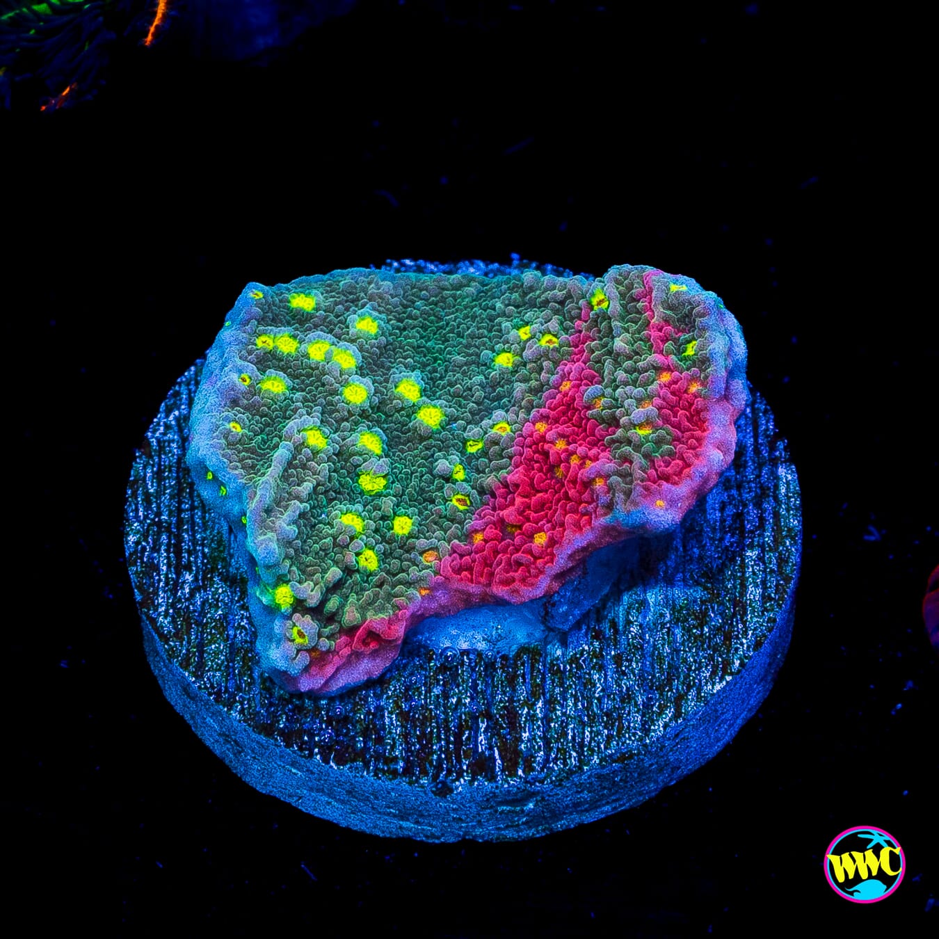 WWC Grafted Sunfire Montipora