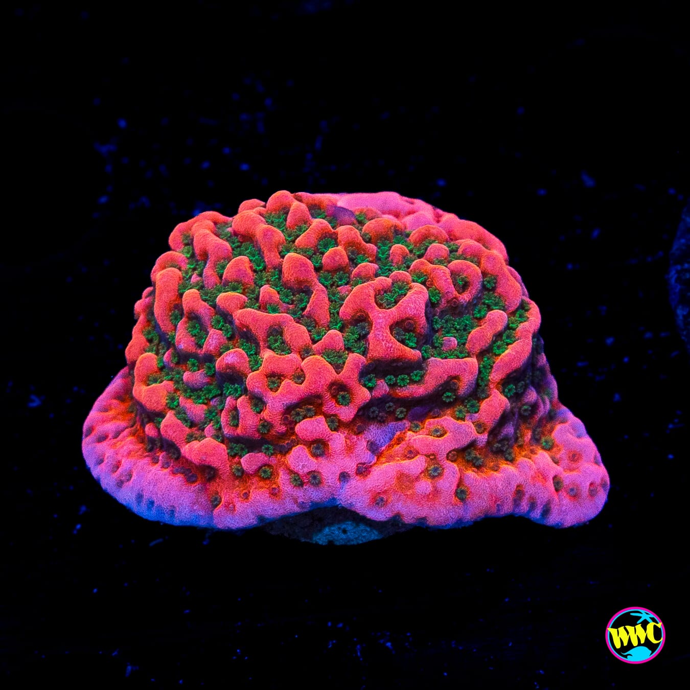 WWC Cherry Tree Montipora
