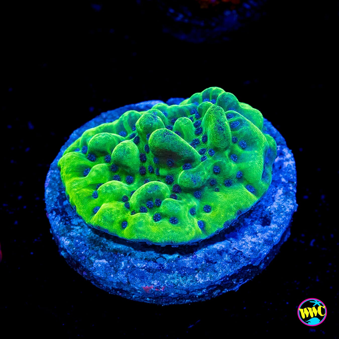 WWC Apple Berry Montipora