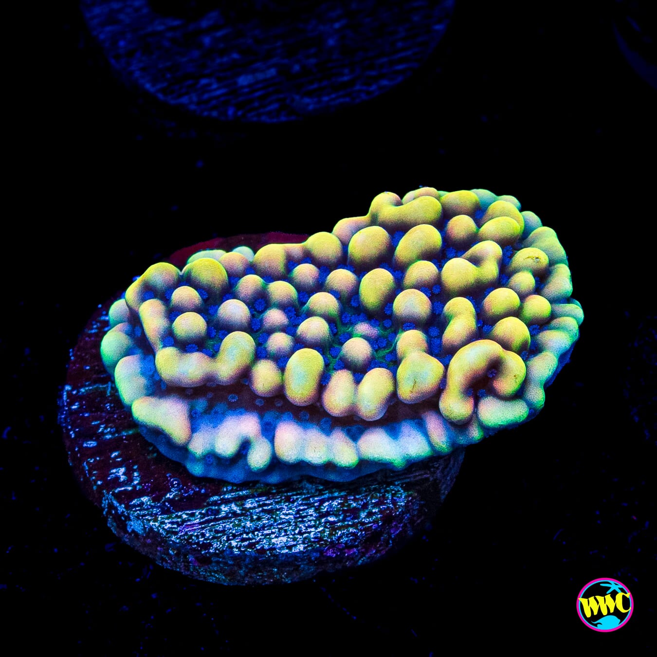WWC Dark Portal Montipora