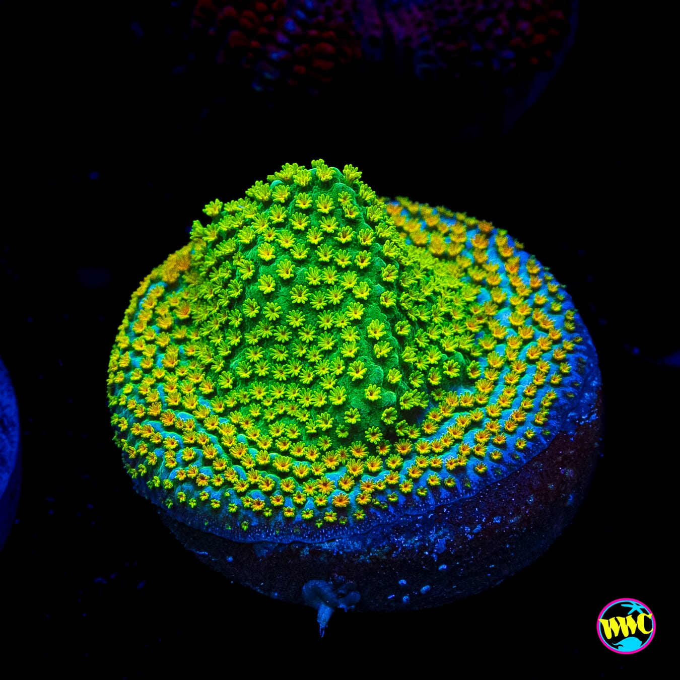 Rainbow Montipora