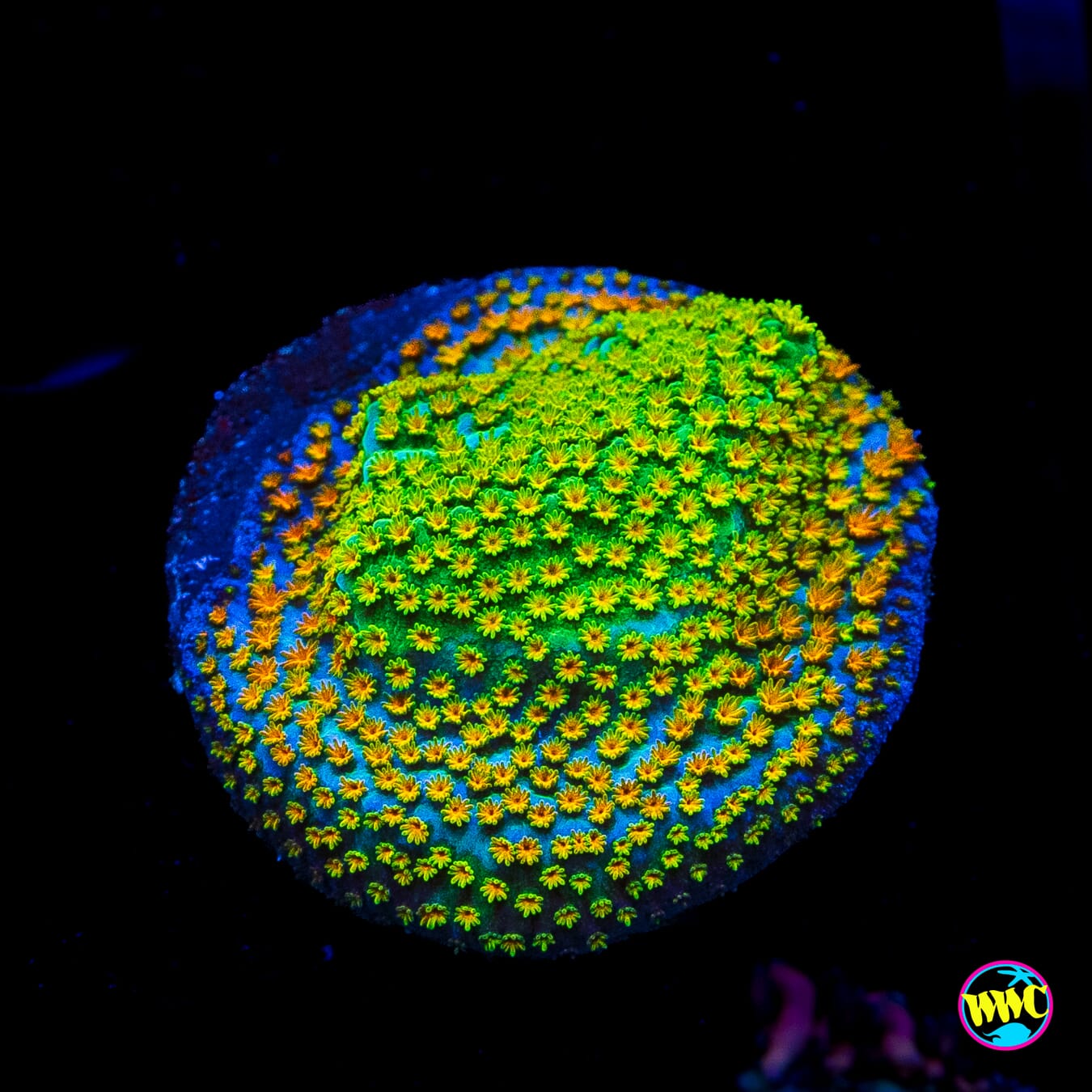 Rainbow Montipora