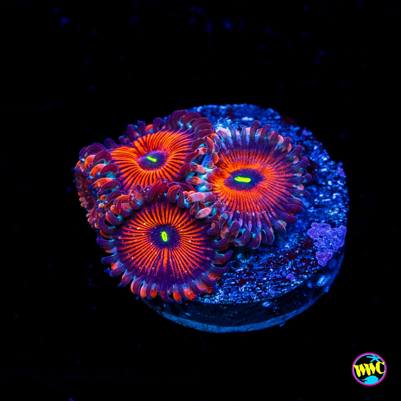 Seduction Zoanthids