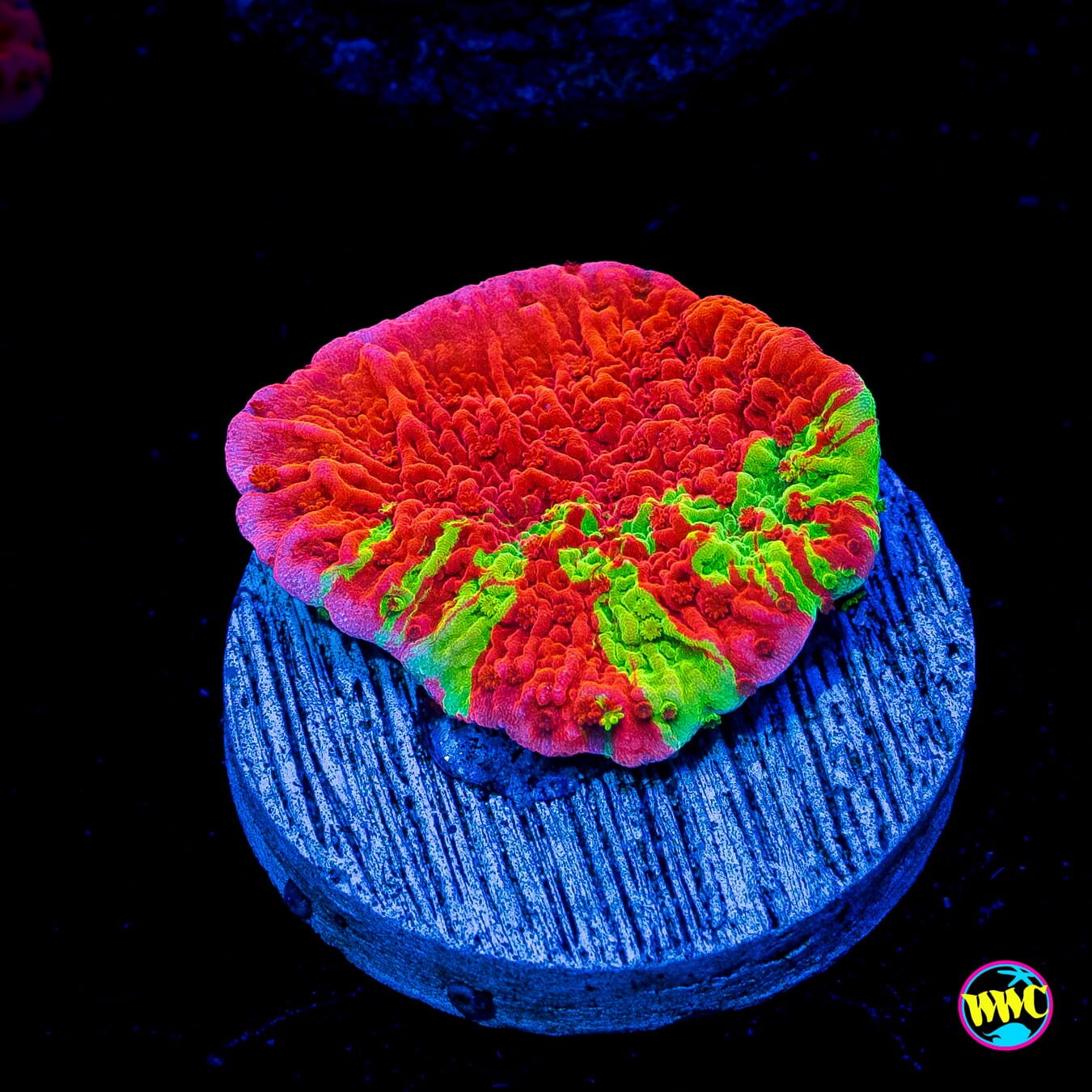 WWC Jaw Breaker Grafted Montipora