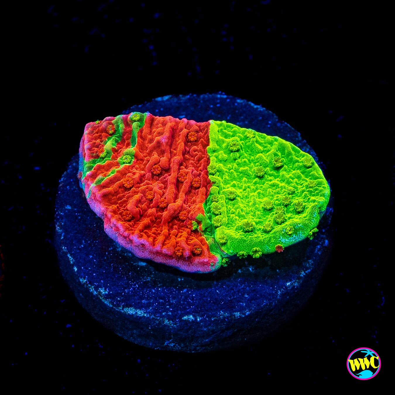 WWC Triple Threat Grafted Montipora