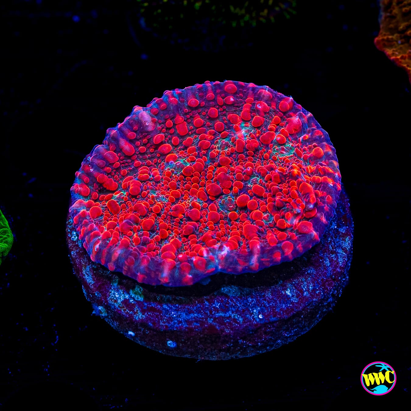 WWC Cherry Garcia Chalice