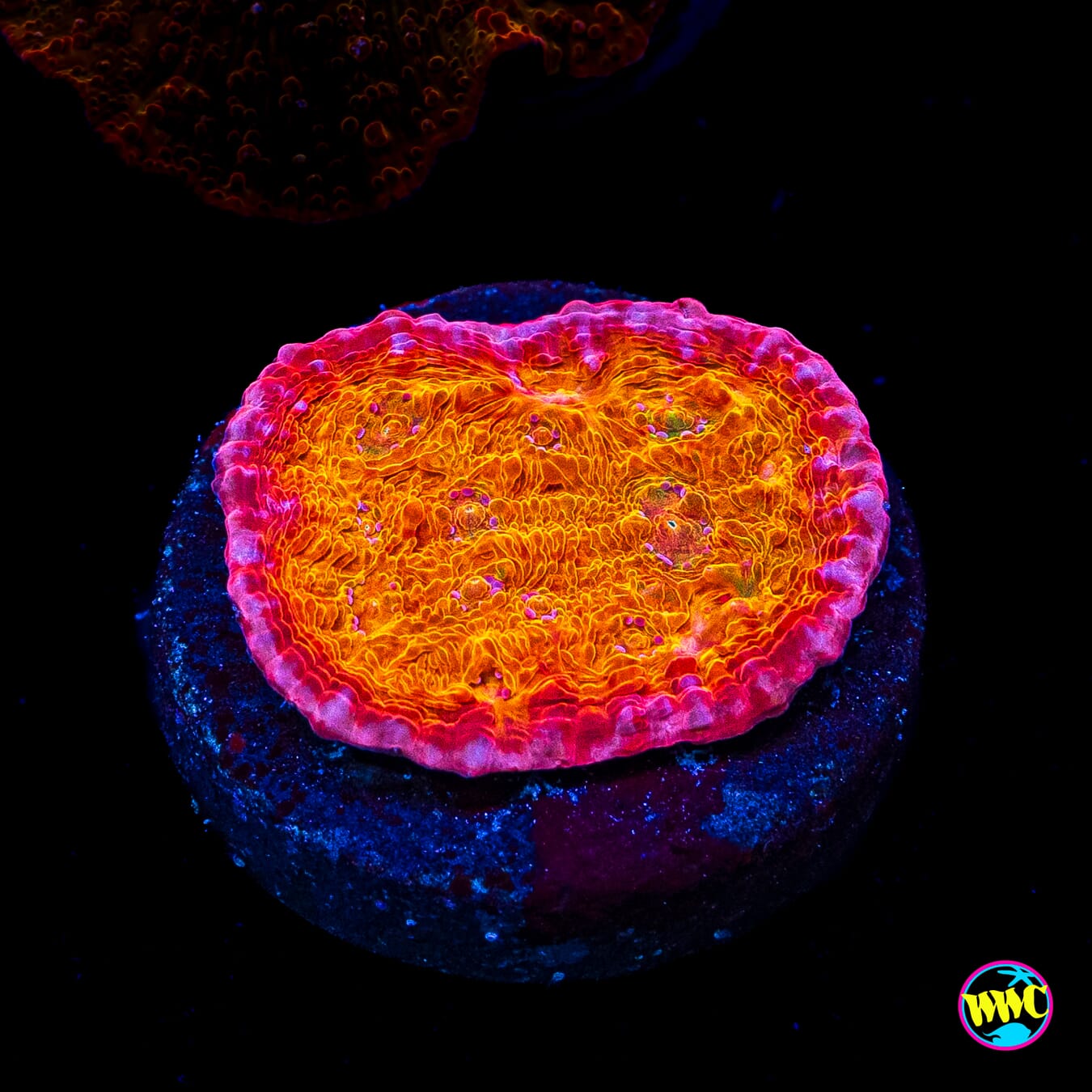 POTO Rainbow Peacock Chalice