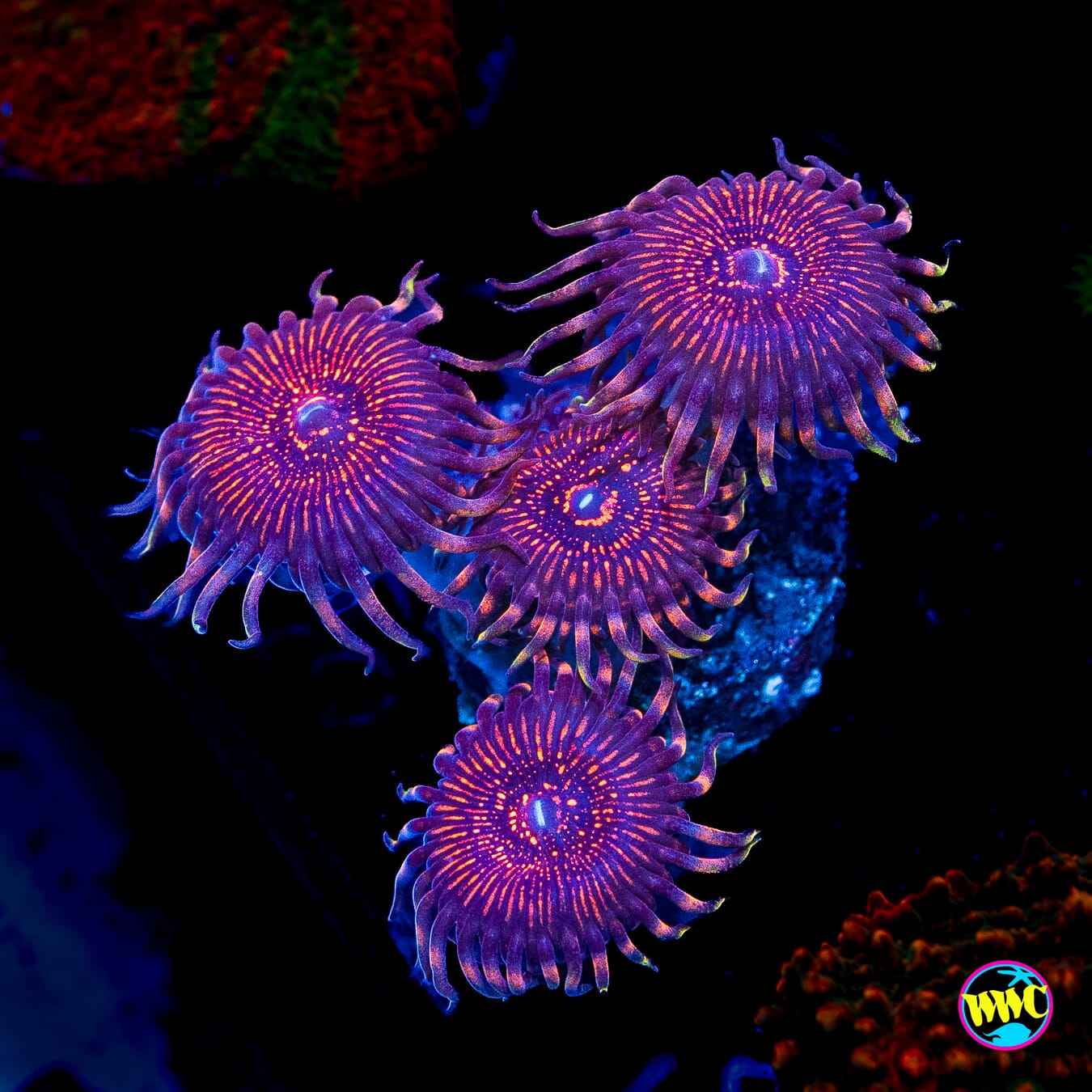 ARC Nightcrawler Zoanthids