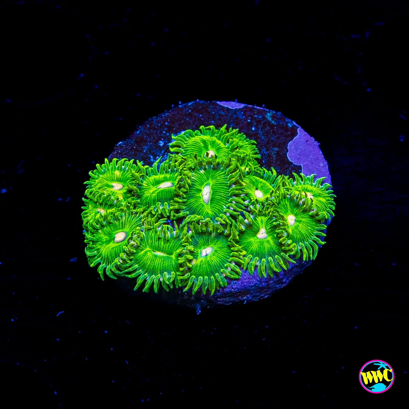 WWC Pine Nutz Zoanthids