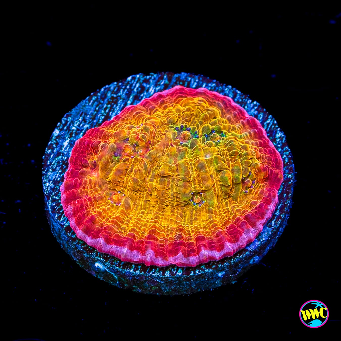 POTO Rainbow Peacock Chalice