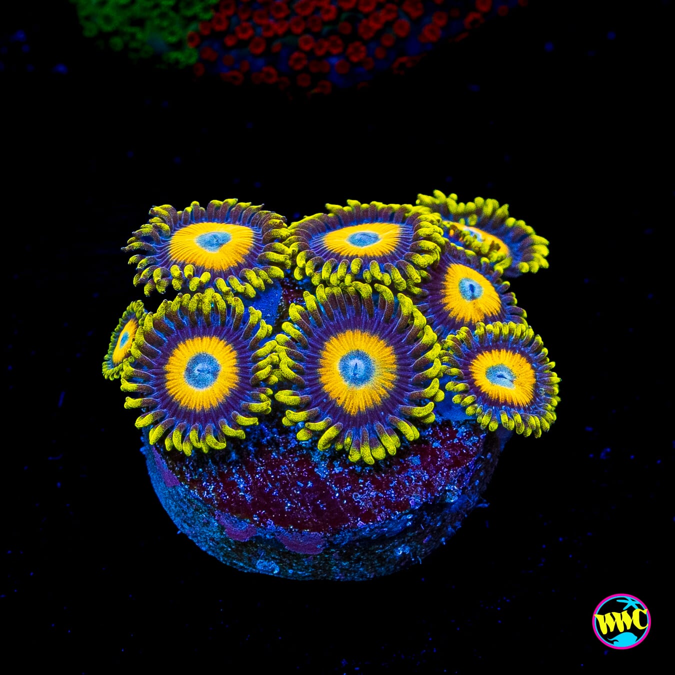 Scrambled Eggs Zoanthids