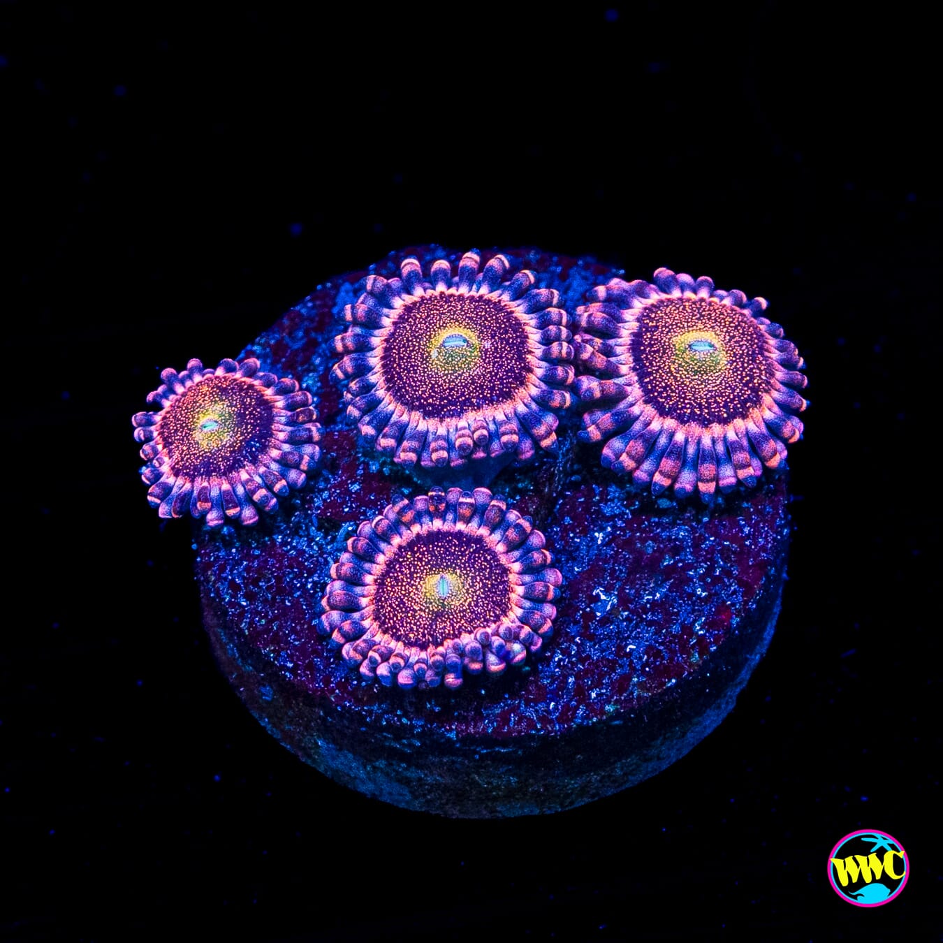 Mohawk Zoanthids
