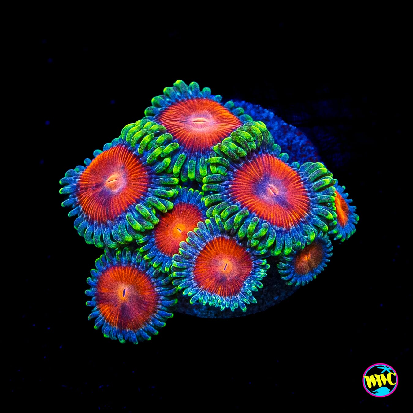 WWC Elemental Fury Zoanthids