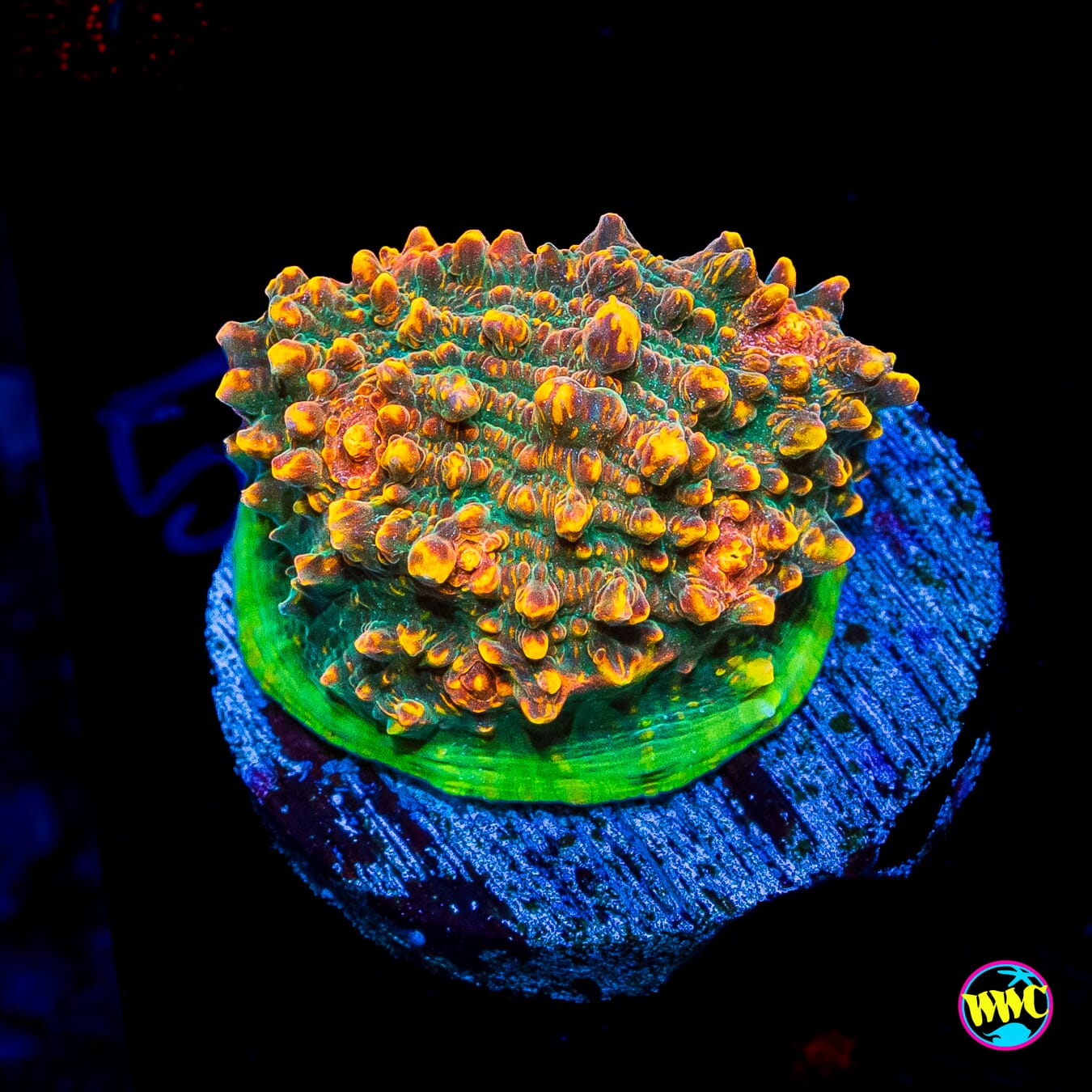 WWC Area 51 Chalice