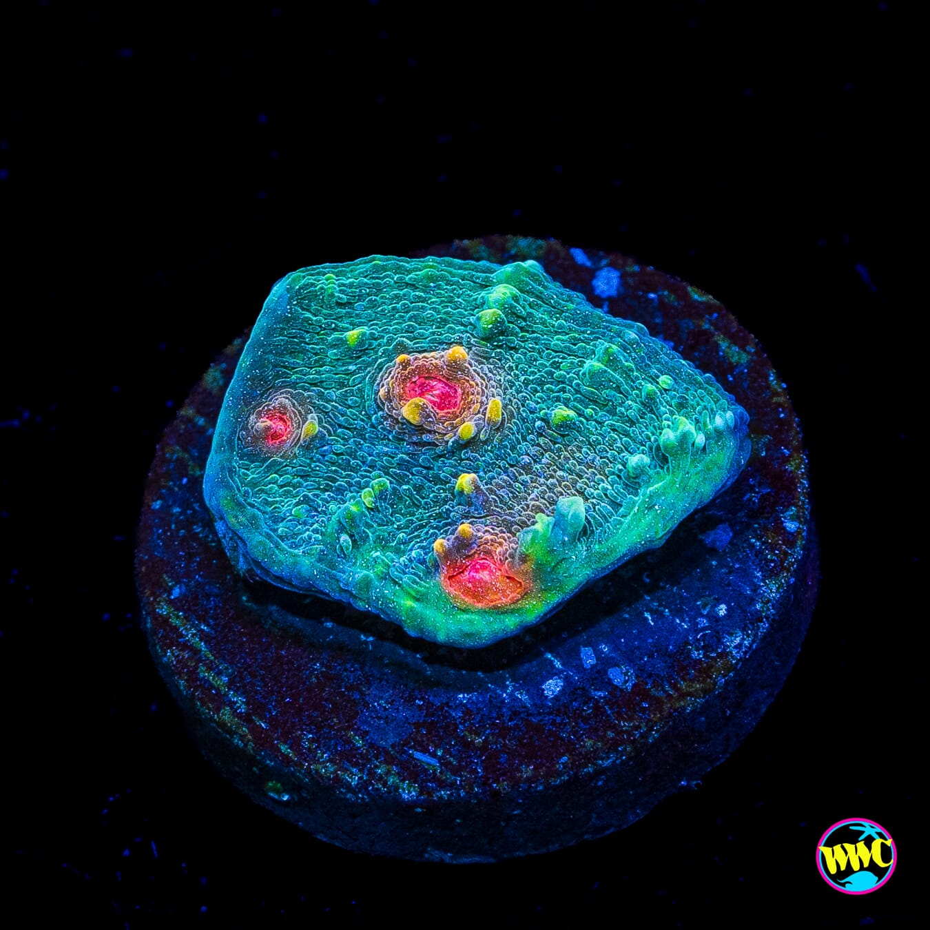 WWC Superman Chalice