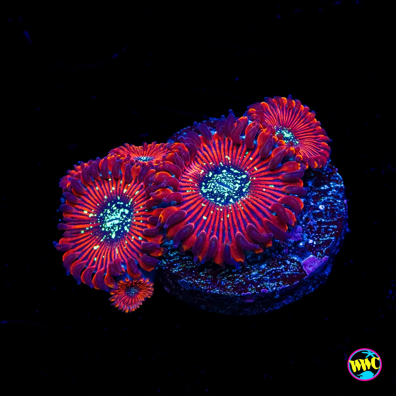 Magician Zoanthids