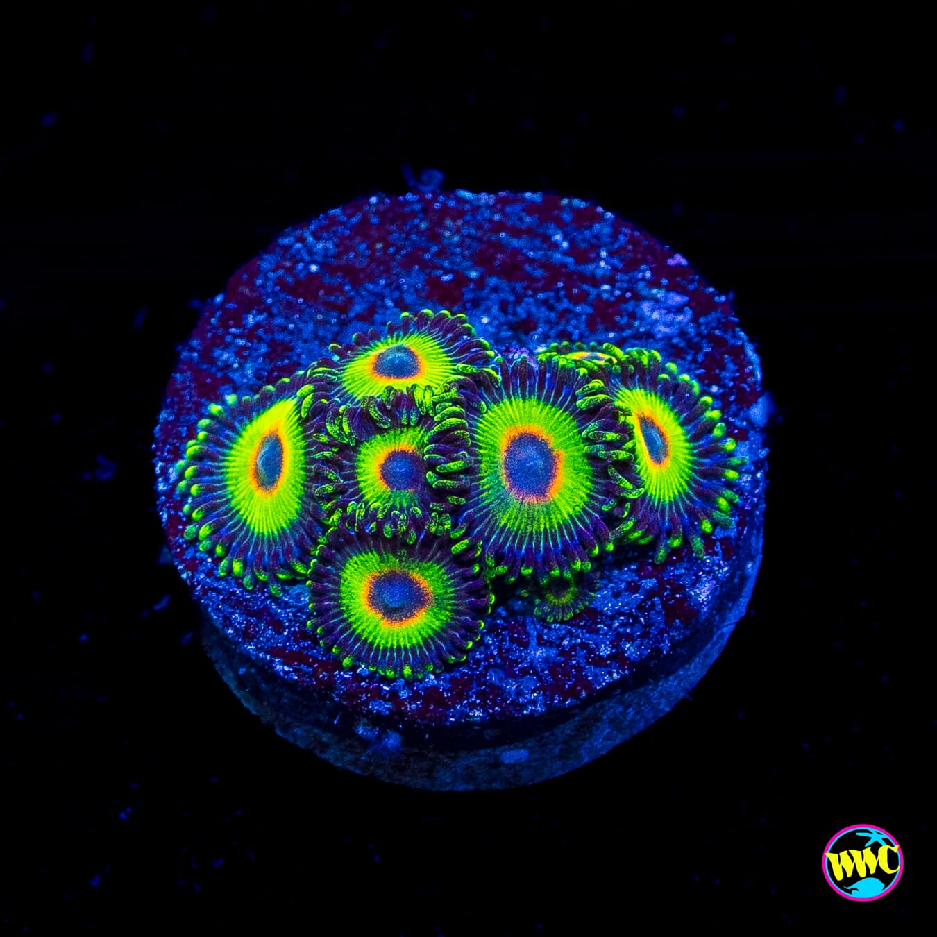 WWC Island Time Zoanthids