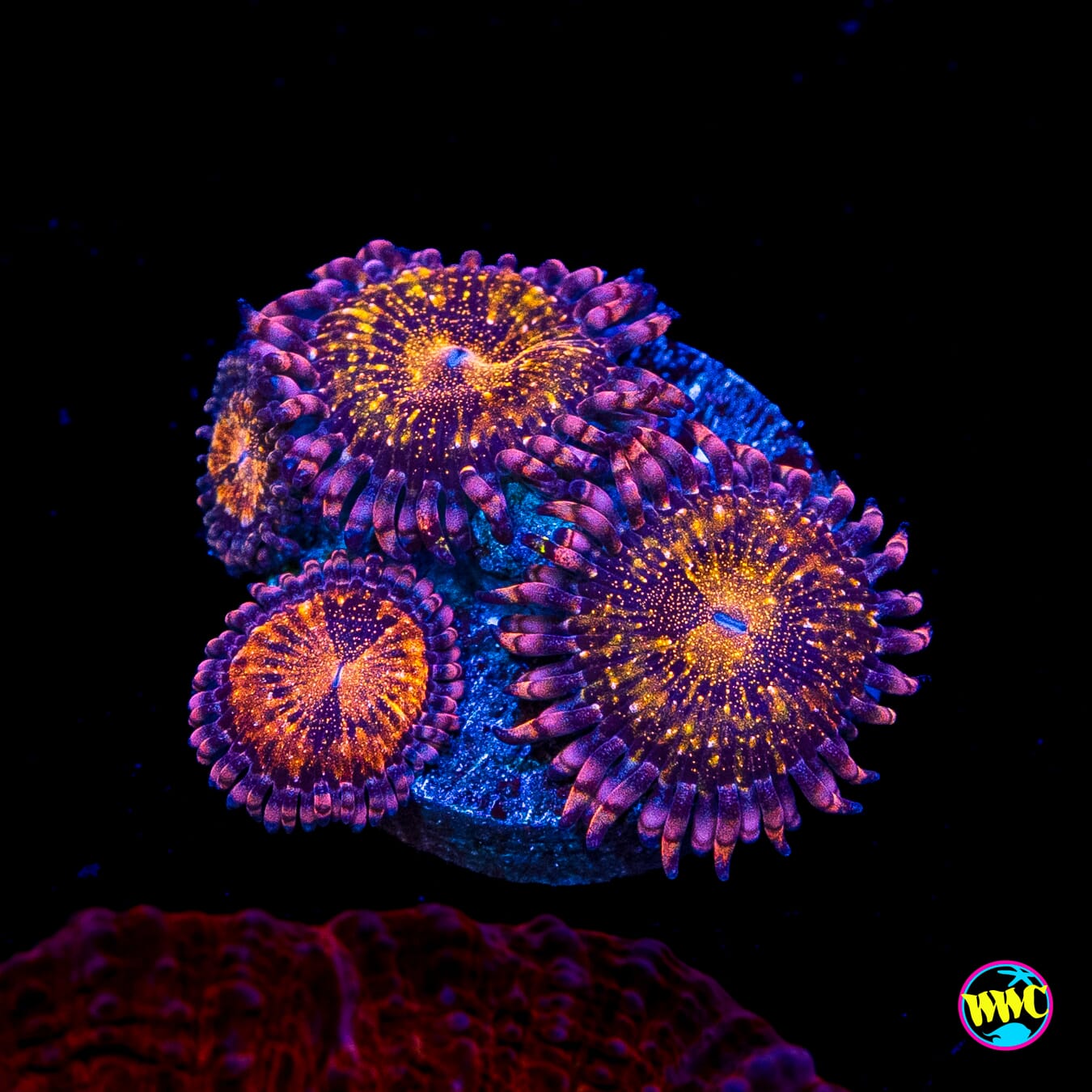 WWC Pandoras Zoanthids