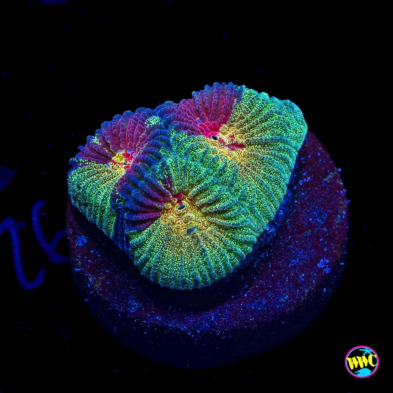 Spearmint Massacre Favia