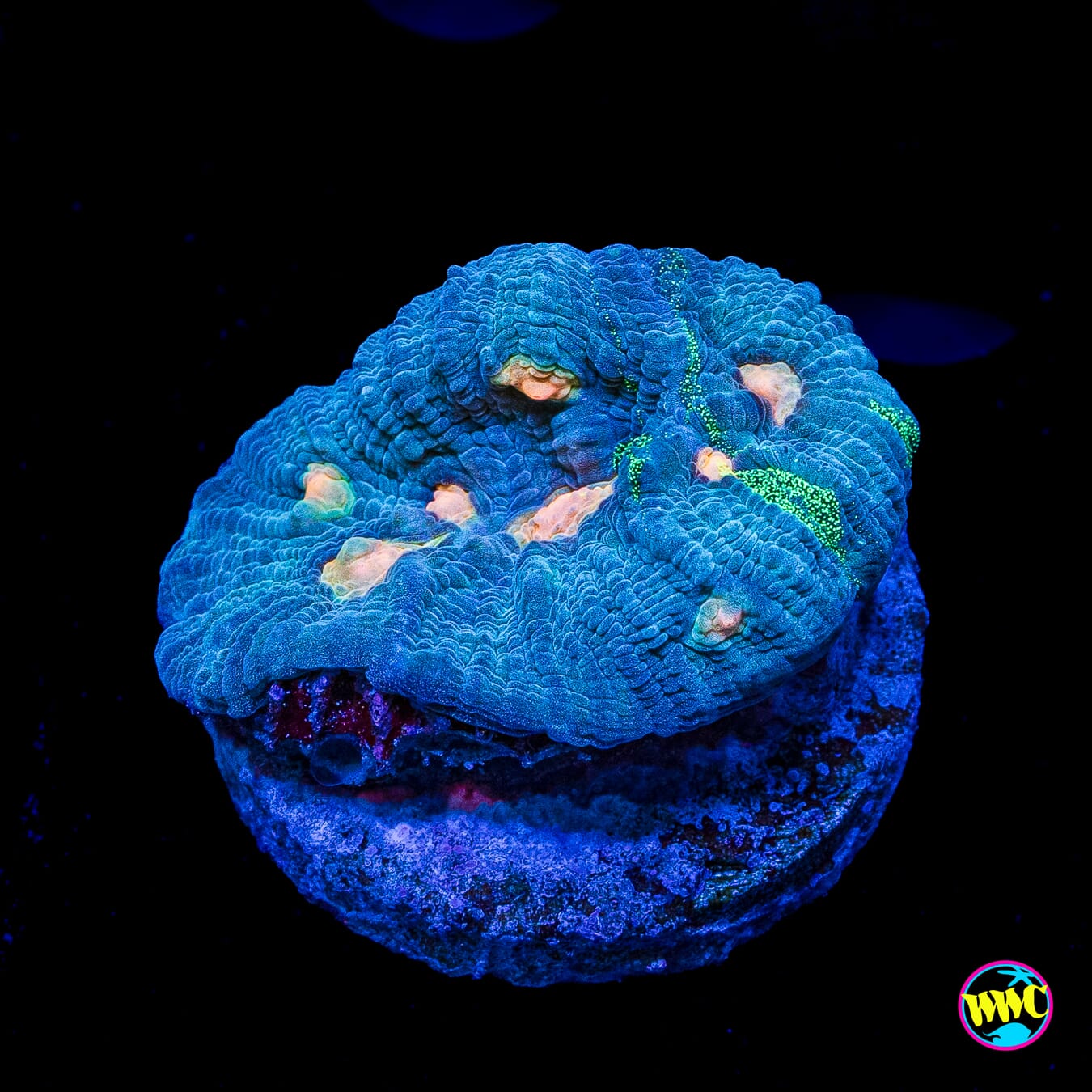 WWC Inner Orbit Chalice