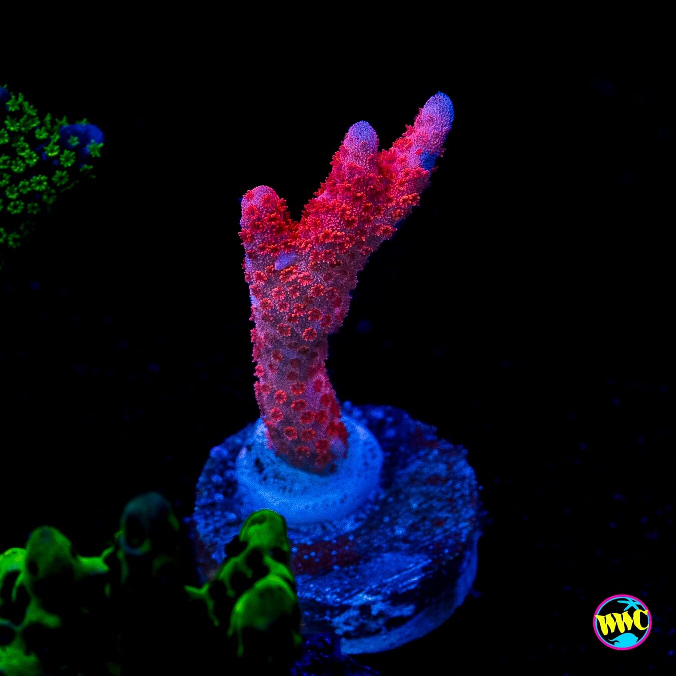 Red Digitata Montipora