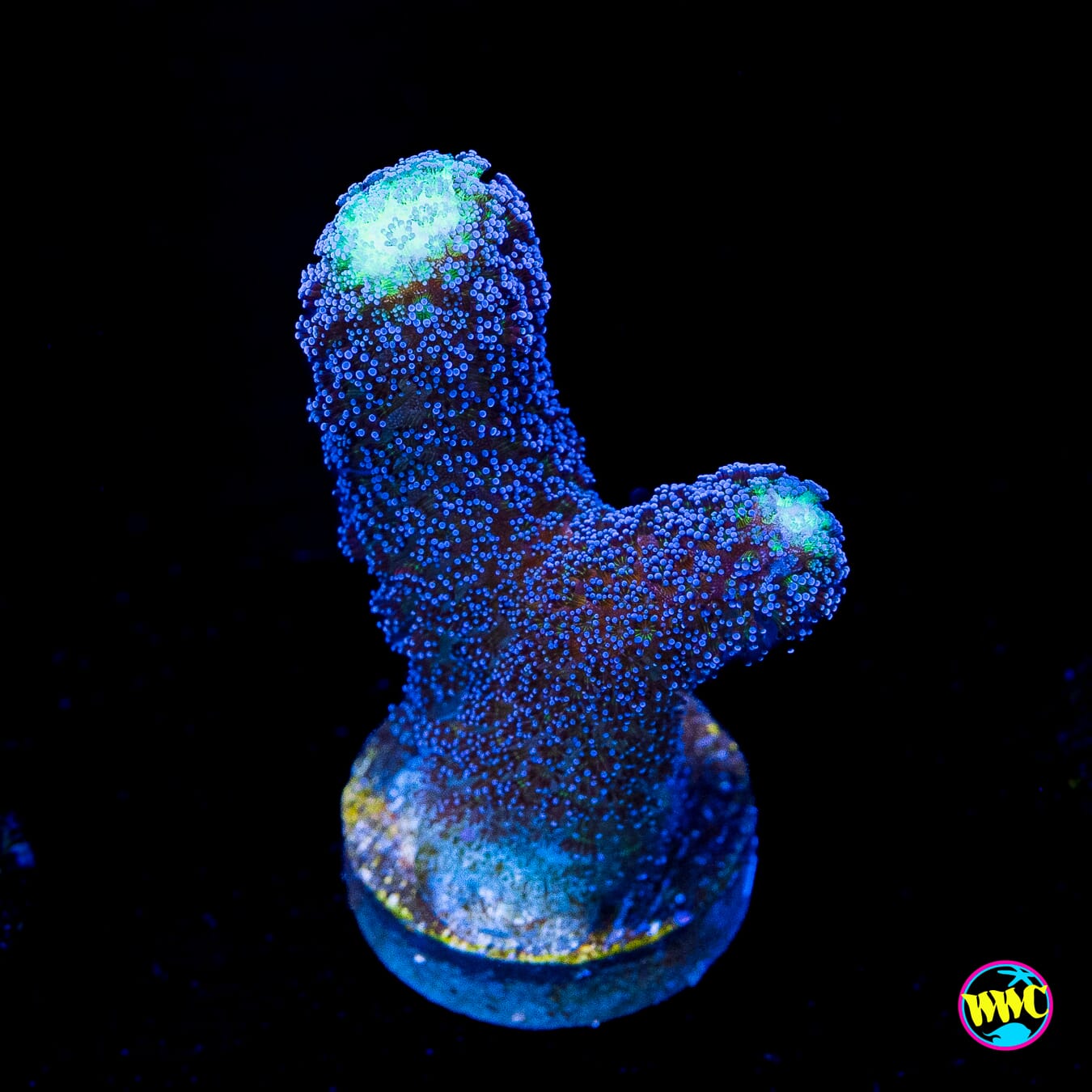 WWC Blue Stylophora