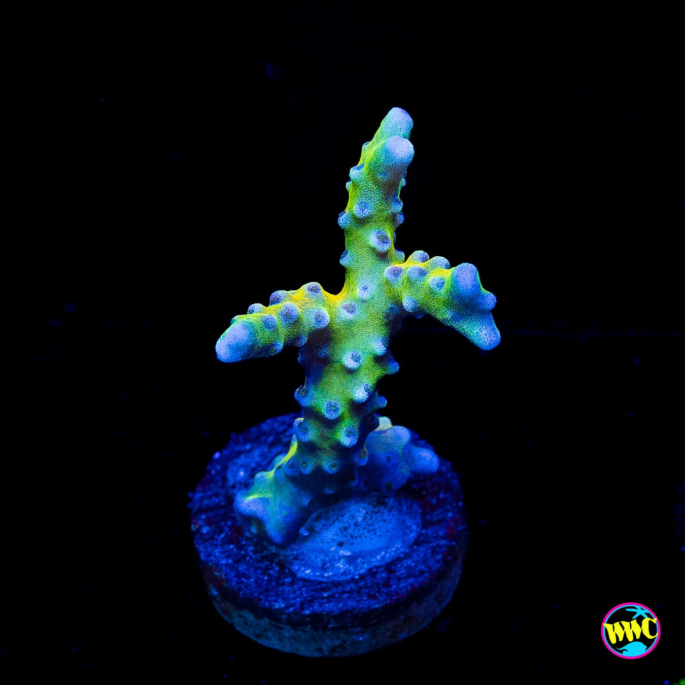 Golden Rod Grafted Anacropora