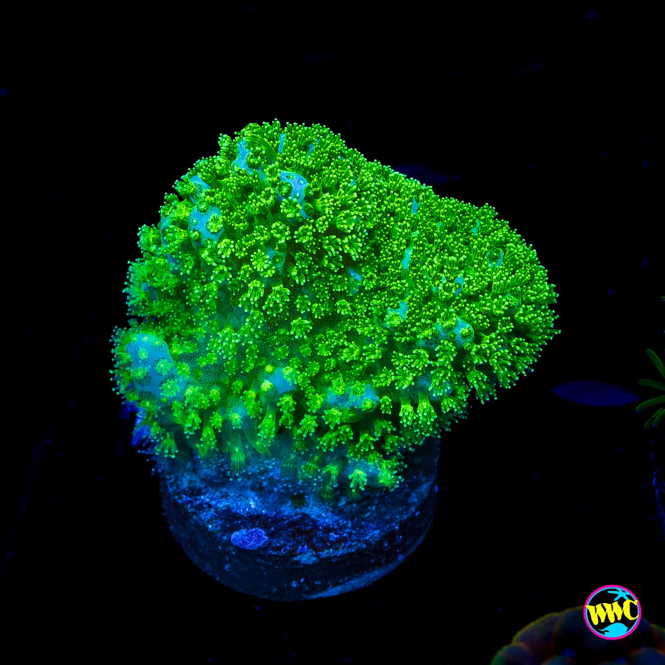 WWC Fallout Pocillopora