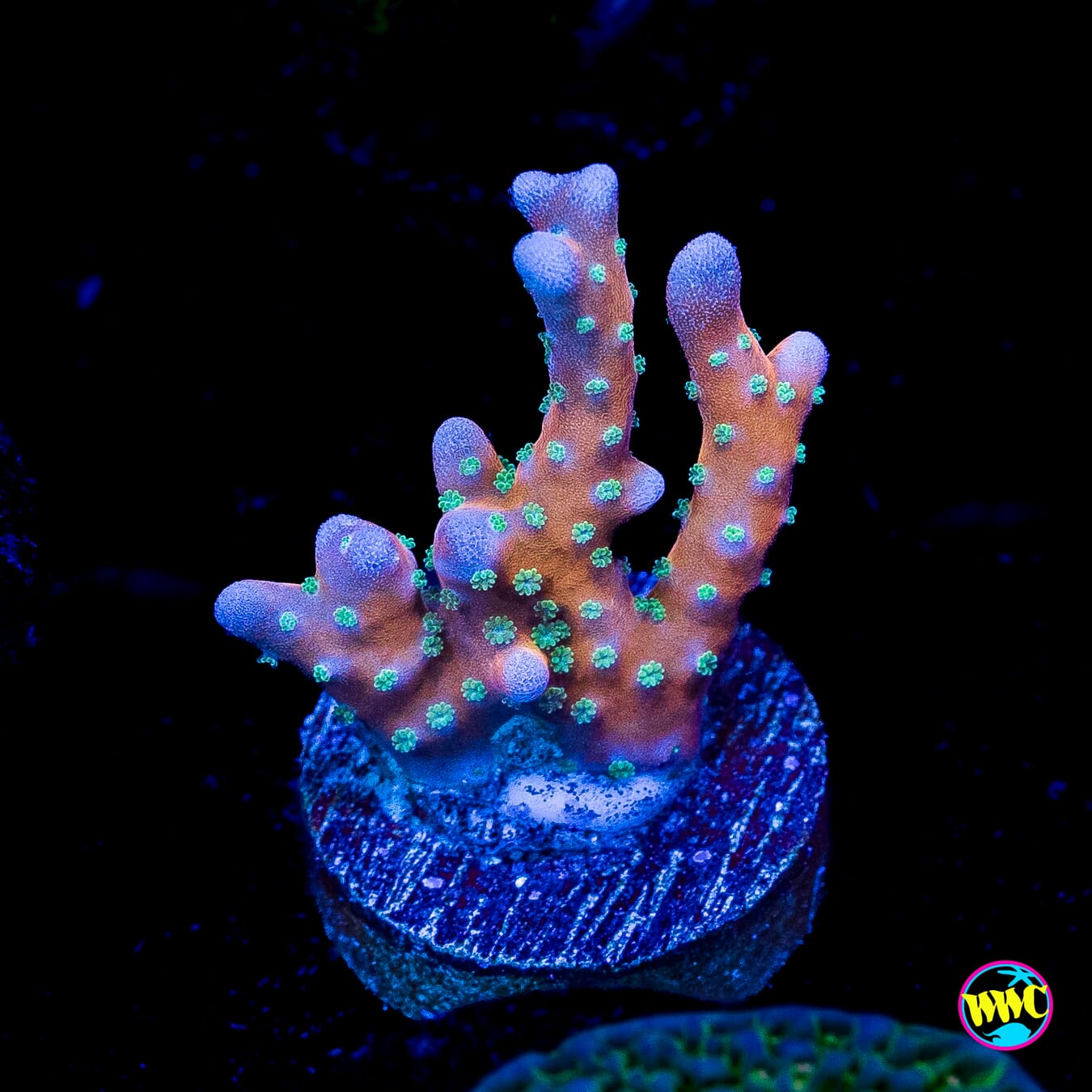 RR Tropicana Anacropora
