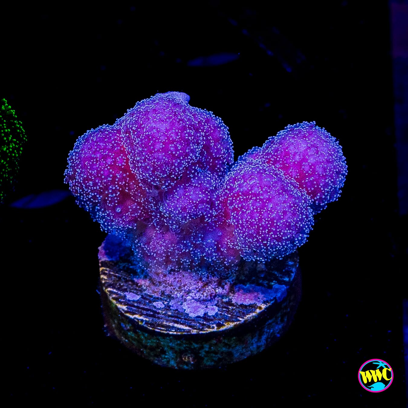 WWC Purple Stylophora