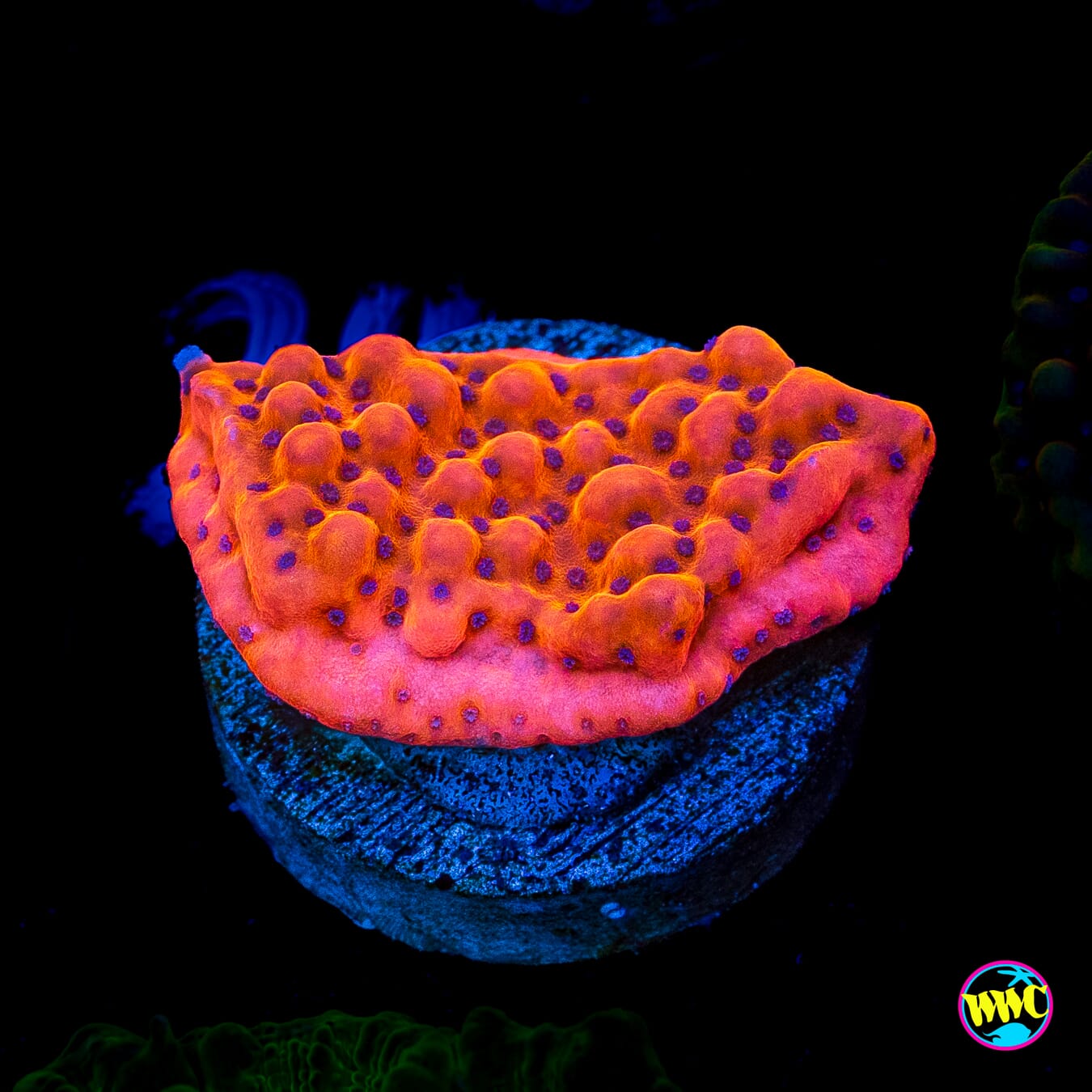 WWC Fire Mage Montipora