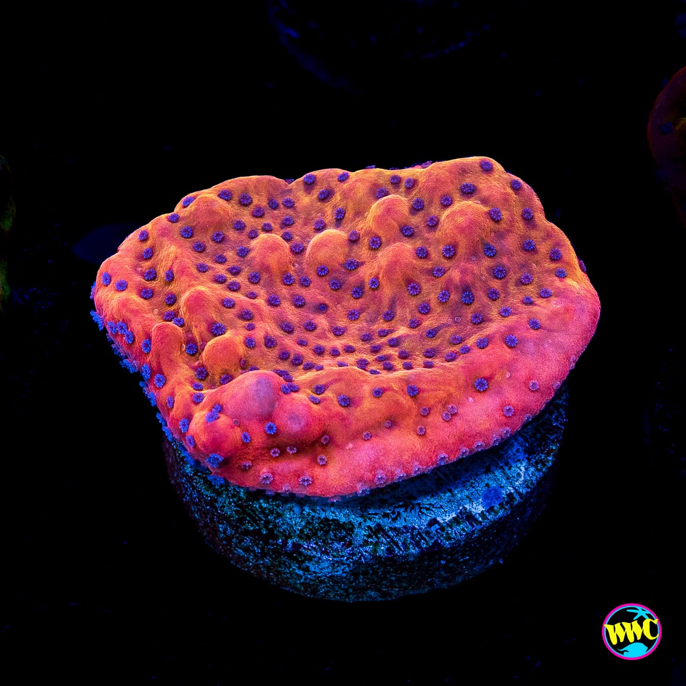 WWC Fire Mage Montipora
