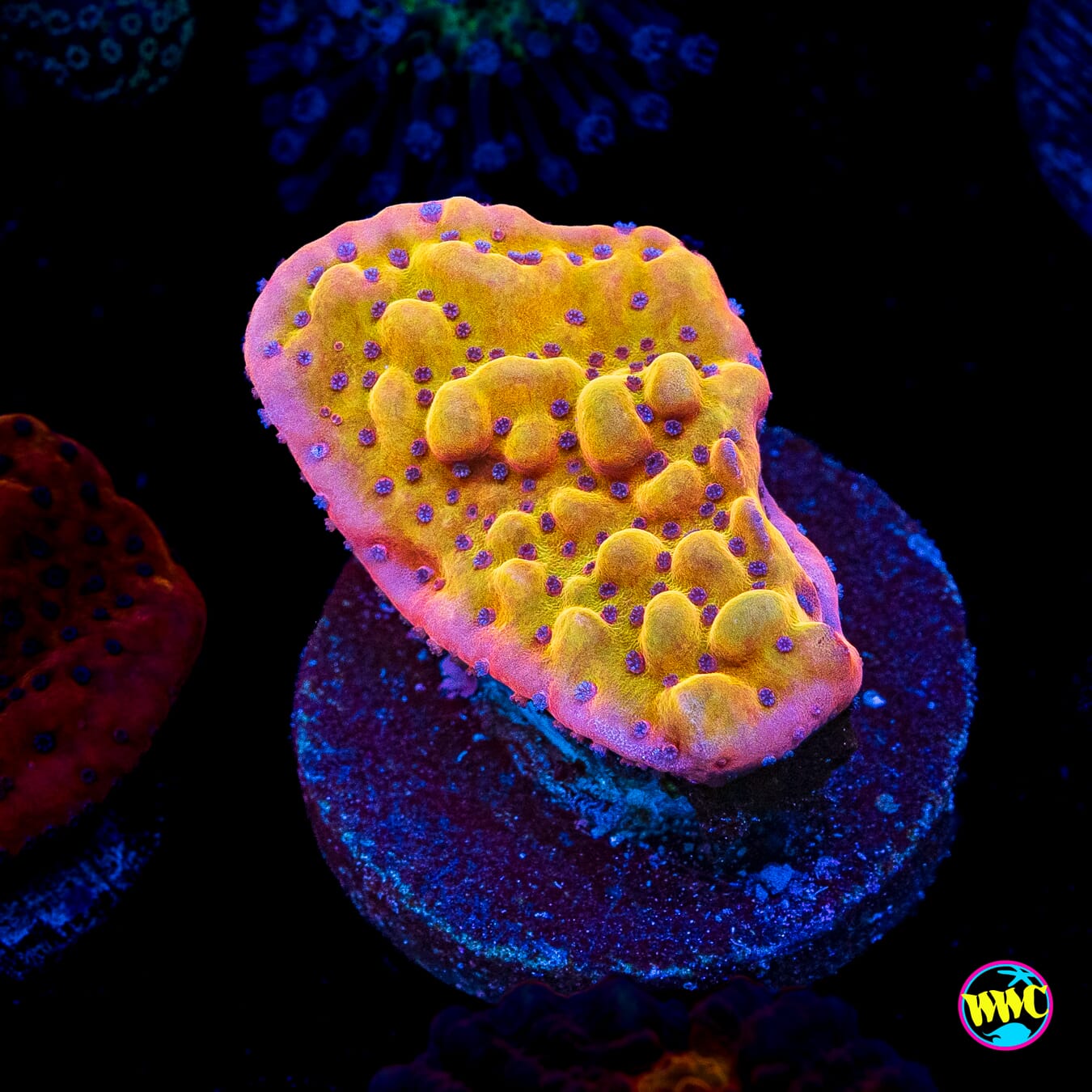 WWC Quicksand Montipora
