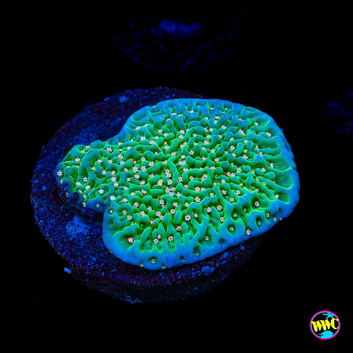 Green Eggs and Ham Montipora