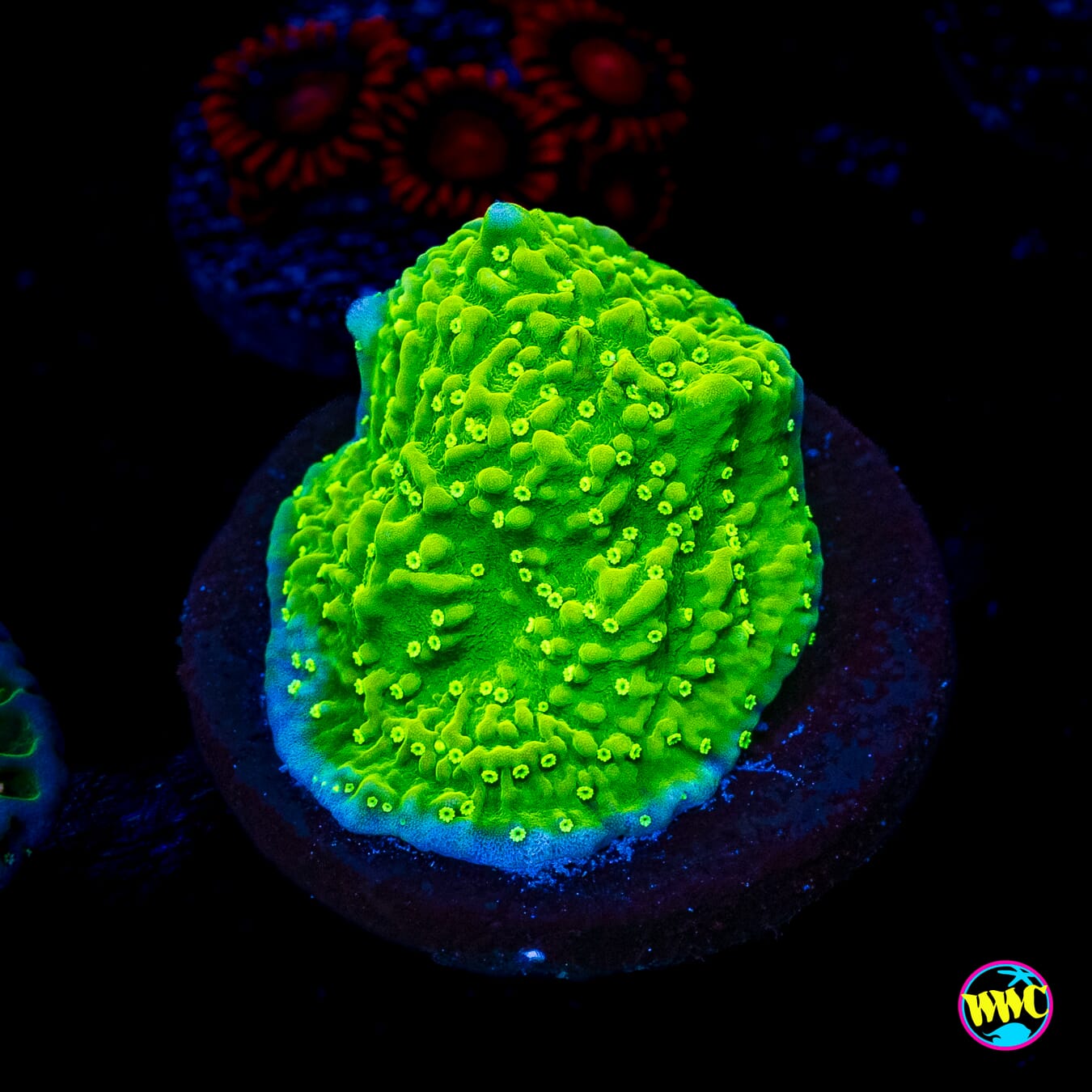 WWC Toxic Glow Montipora